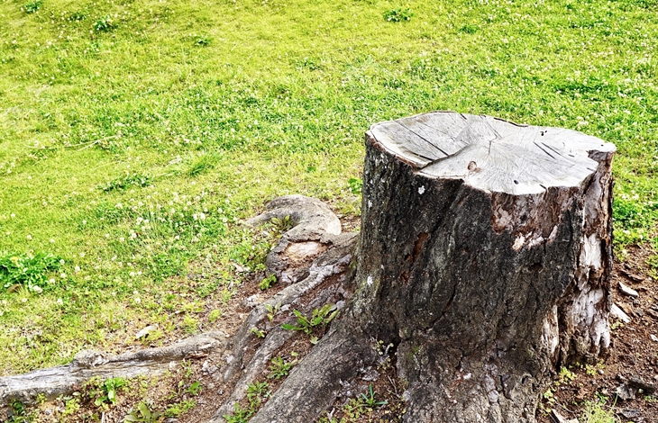 植木・樹木などの撤去と地盤改良